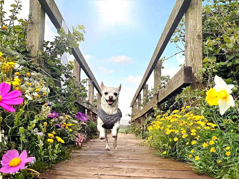 Pixie-bridge-May-2024-HD.jpg