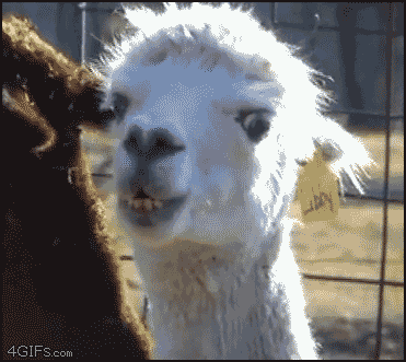 llama.gif