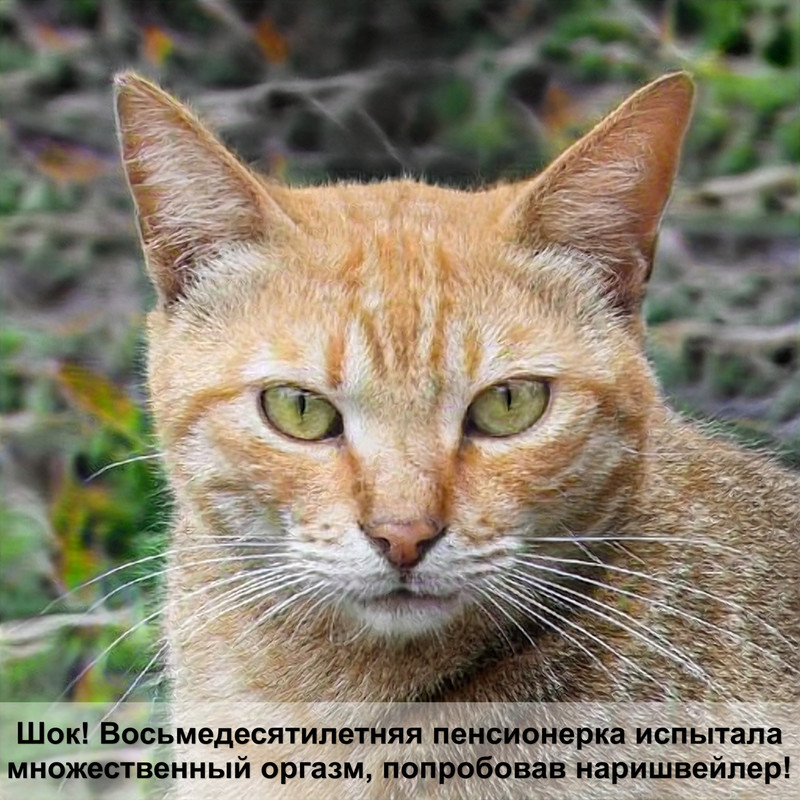 мяуканье котов