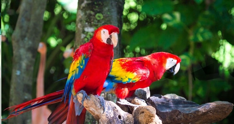 Average Lifespan of Scarlet Macaw