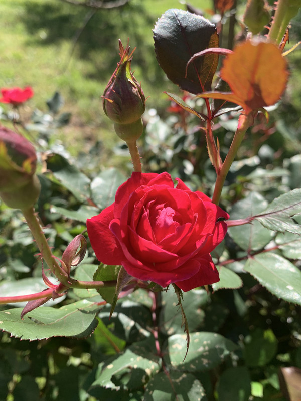 ECBA632D-CDDA-4324-B8A9-DC6D7719DDA6