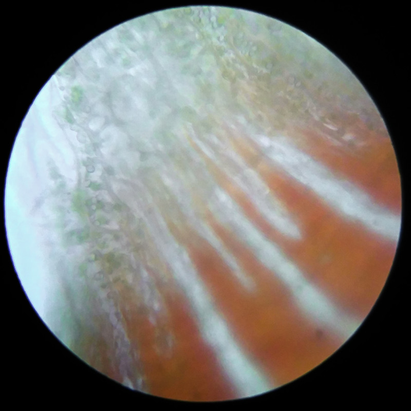 IMG 20250617 121213 HDR