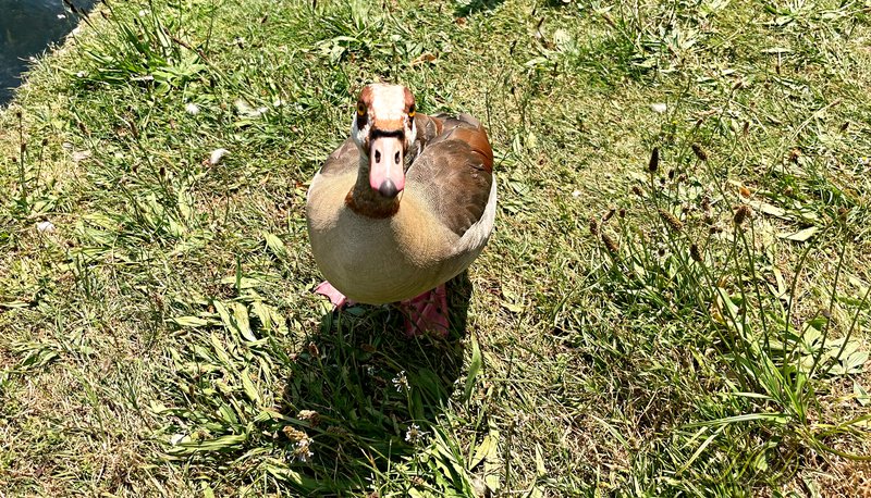 animal-egyption-goose-HD.jpg
