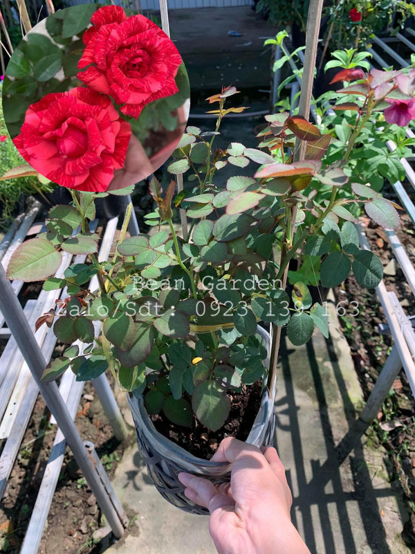 Red Intuition (size nhỏ)