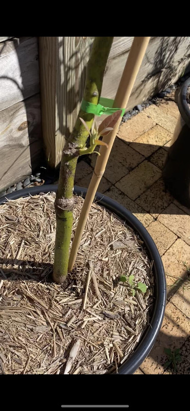 grafted point outer
