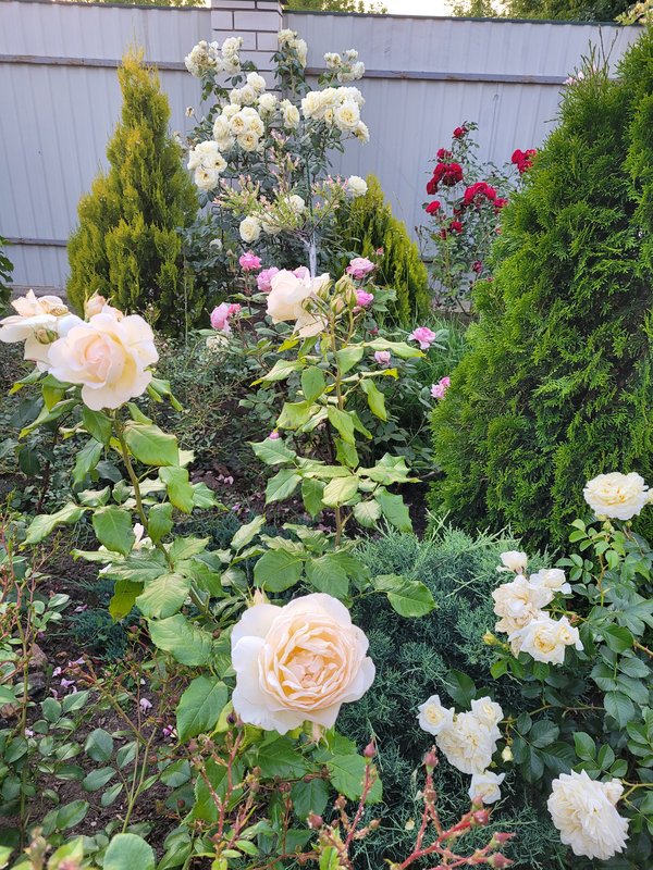 чандос бьюти