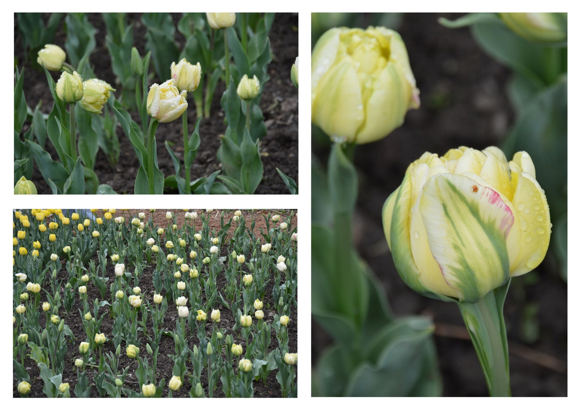 Новый коллаж.jpg 79