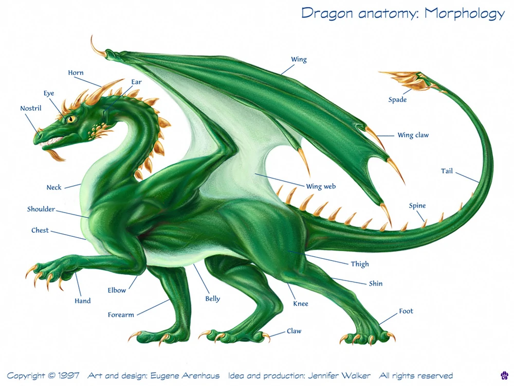 Anatomie