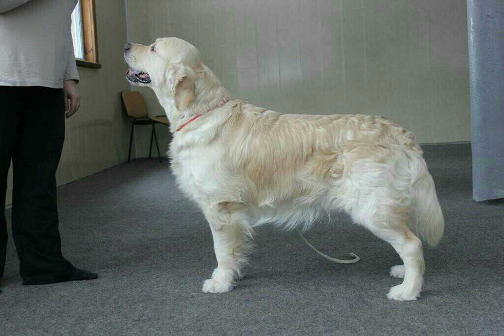 Голден ретривер 5 месяцев. Ретривер 6 месяцев. Голден ретривер 5 месяцев. Лабрадор морда. Золотистый ретривер 6 месяцев.