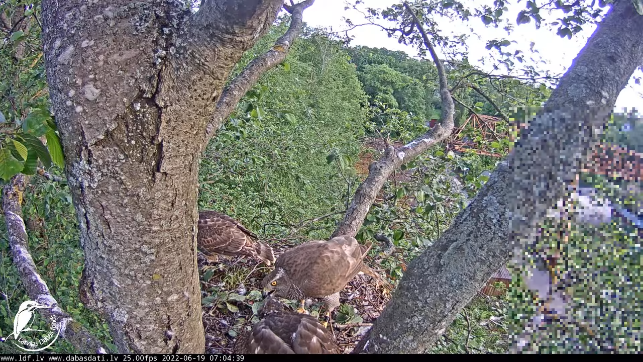 Vistu vanags (Accipiter gentilis) Rīgā - LDF tiešraide __ Goshawks, Riga, Latvia 6-40-35 screenshot