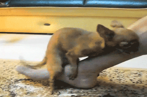 13-dogs-who-really-love-hump-day-foot-not-in-mouth.gif