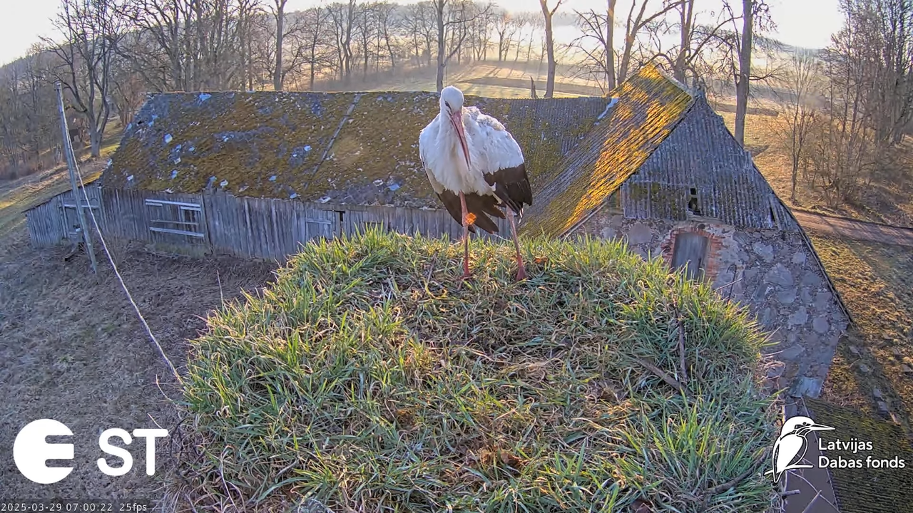 (19) Baltie stārķi (Ciconia ciconia) Tukuma novadā __ White storks in Tukums, Latvia - YouTube - 640