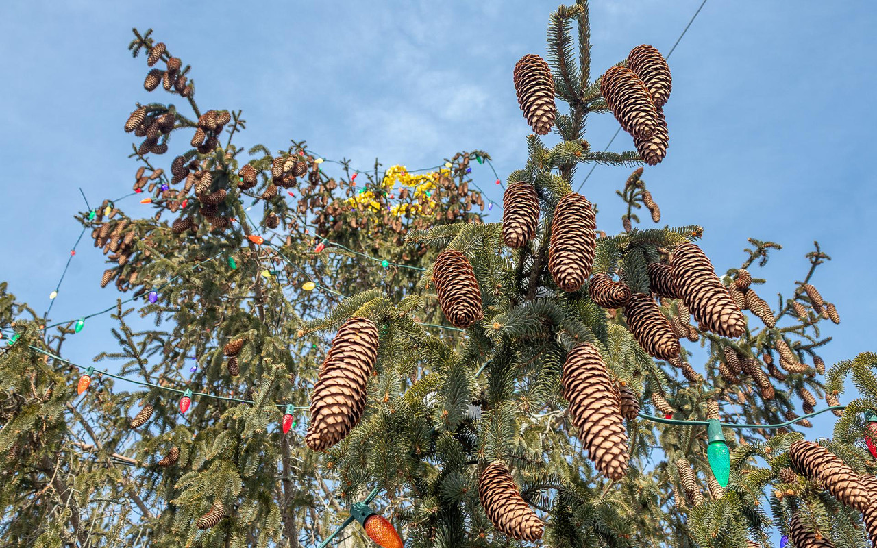 Concord After Christmas 4