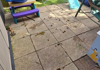 Before shot of my messy garden patio in Hertfordshire with dog waste.
