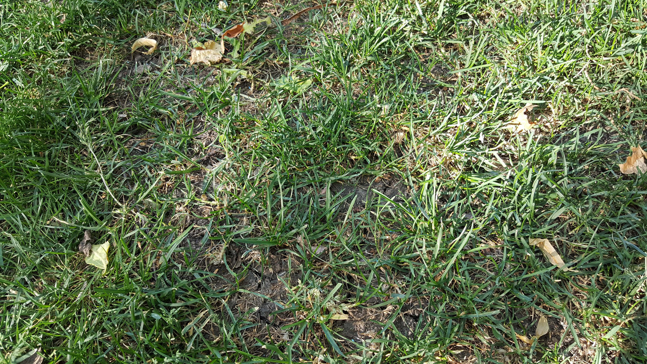 grass pic 1