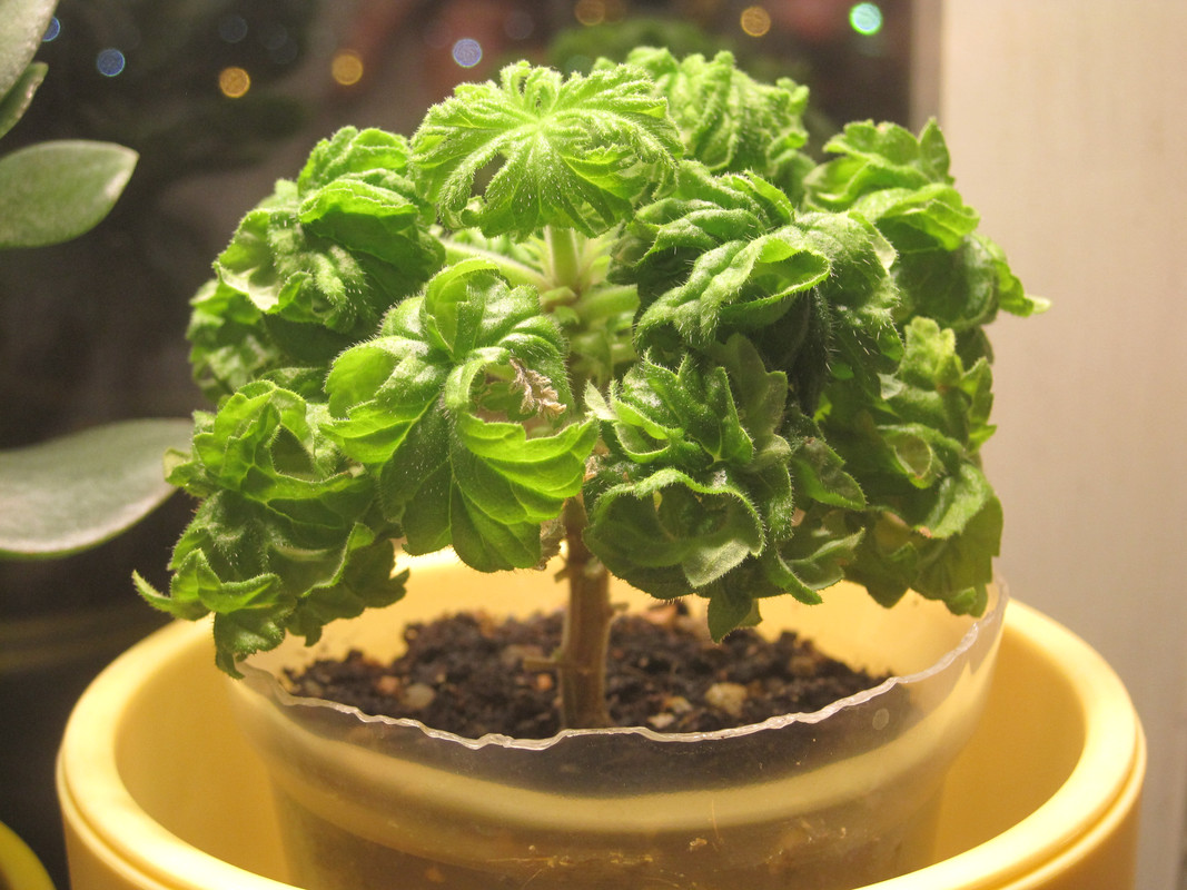 Бонтросайчик 29 декабря 2022 года