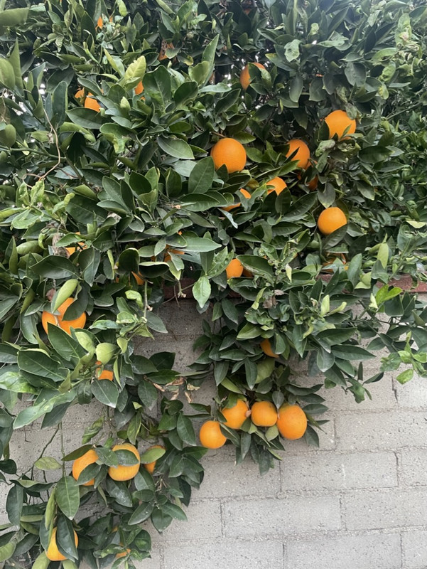 A7A18487-3495-474C-A786-BFA65B88EEFD_1_105_c