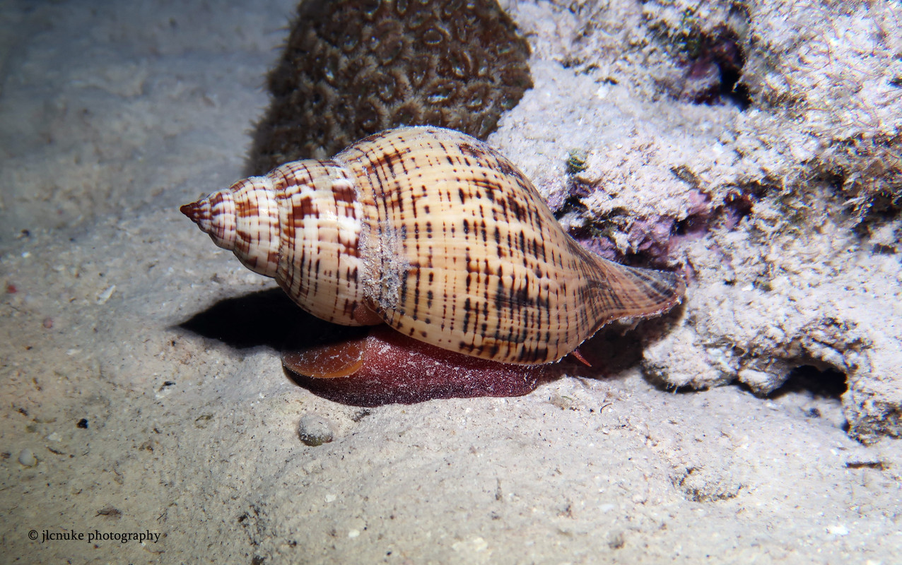 Tulip Snail Bahamas 11-2020