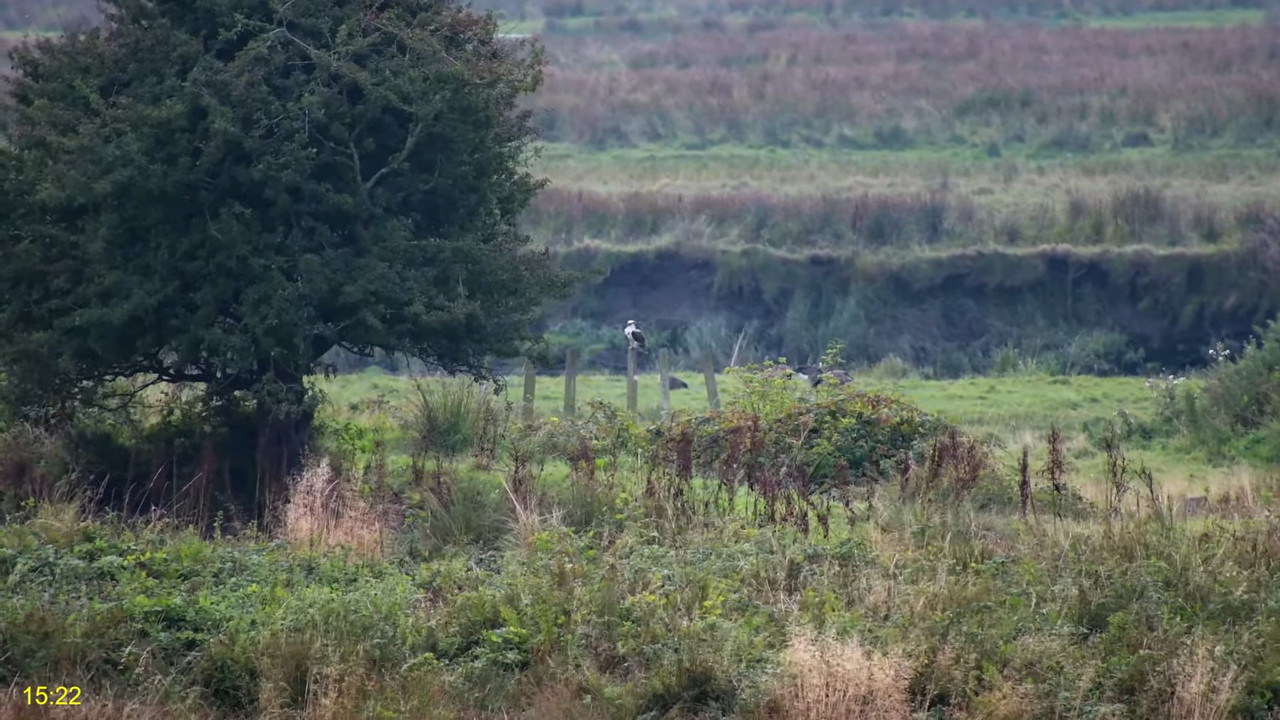 🦅 Dyfi Osprey projekts (VELSA)_ 2024. GADA TIEŠRAIDE 4K kvalitātē 🦅 11-17-4 screenshot
