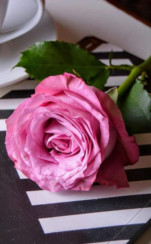 flowerpinkrose.jpg