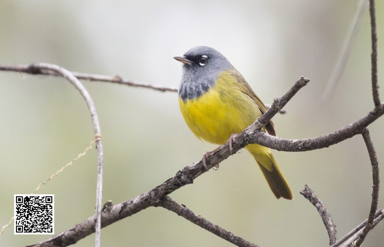 How to Attract MacGillivray’s Warbler to Your Backyard With the Right Food?