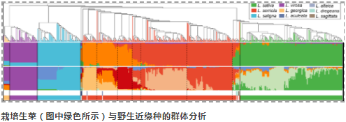 Nature Genetics发布最大规模生菜全基因组重测序研究-2.png