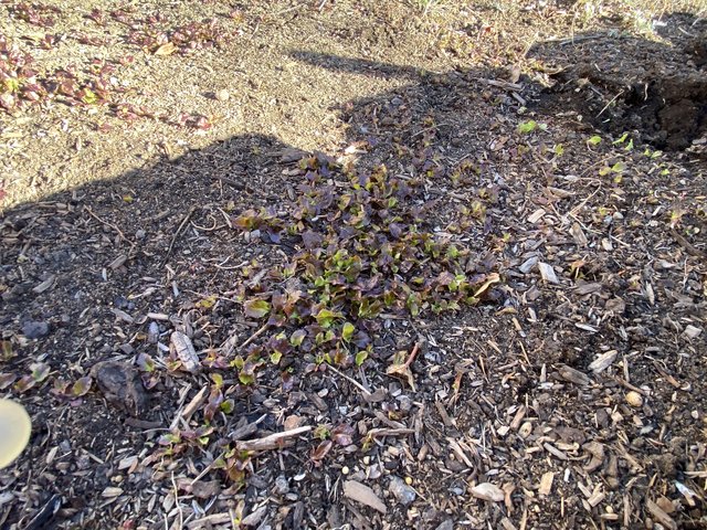 [Image: 2-D467-C7-F-6208-4470-9-C2-C-C17618-E5-DD82.jpg]