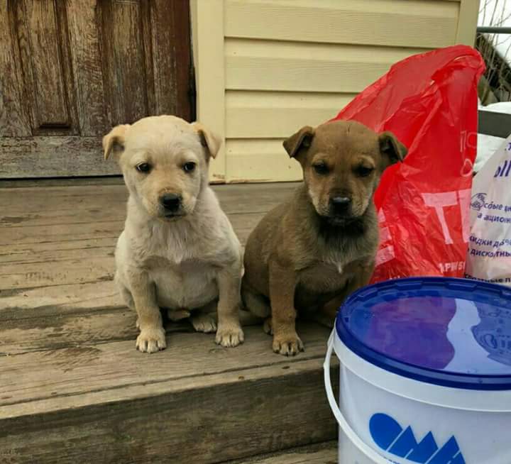 щенки бубоньки