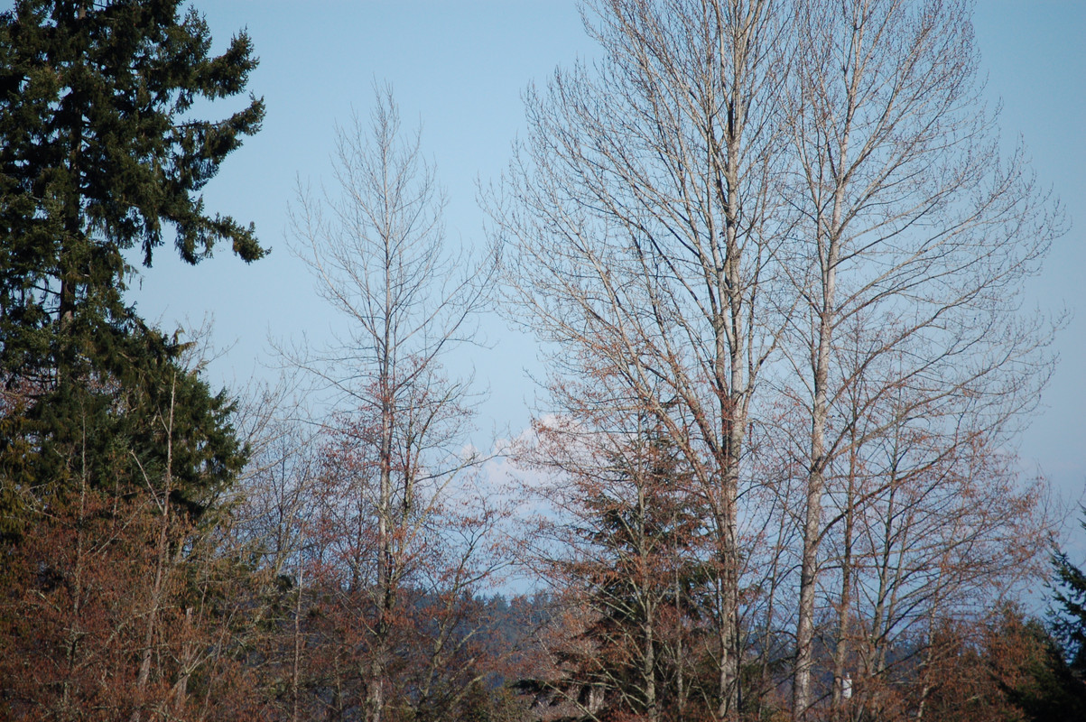 [Image: DSC-0005.jpg]
