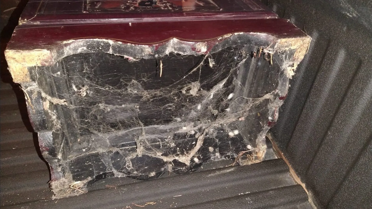 ¿Cómo eliminar los nidos de las arañas violinistas?