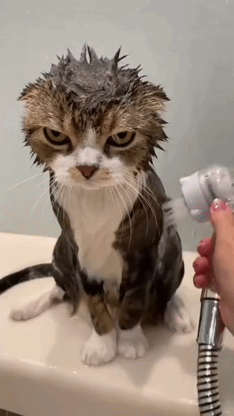 wet-kitty-3.gif