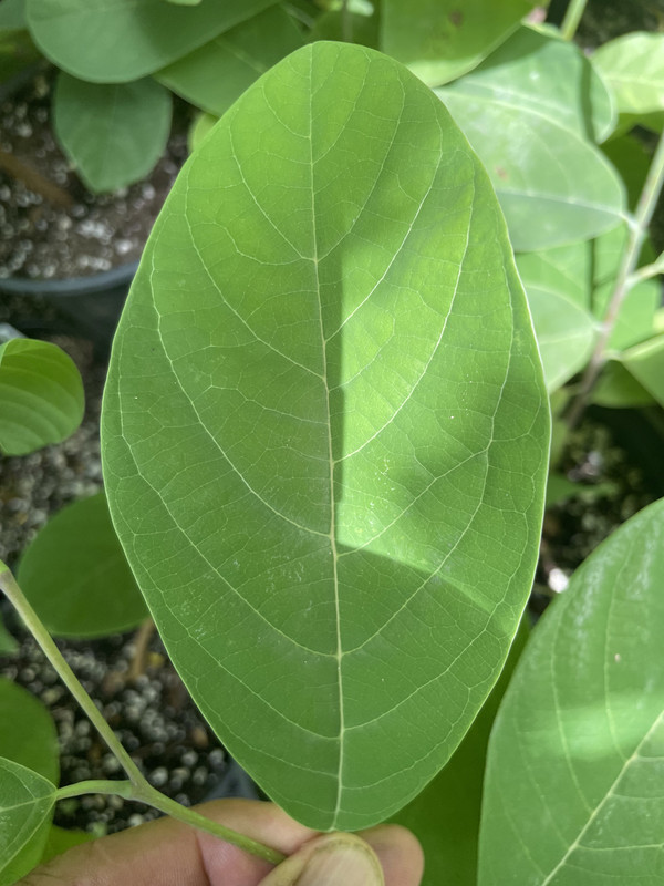 7F580430-F1F1-4A23-A4C8-D1B3B6AD0B43