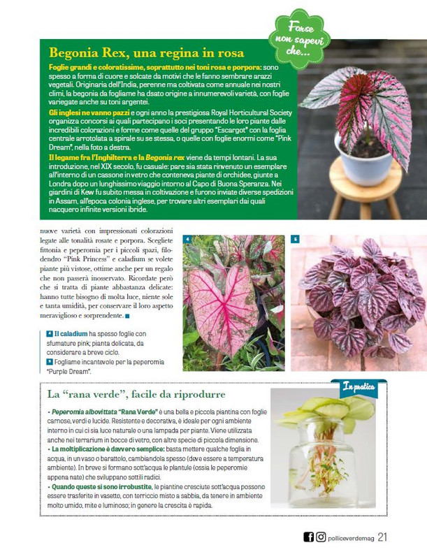 Pol Ver Giu 2025 (2)