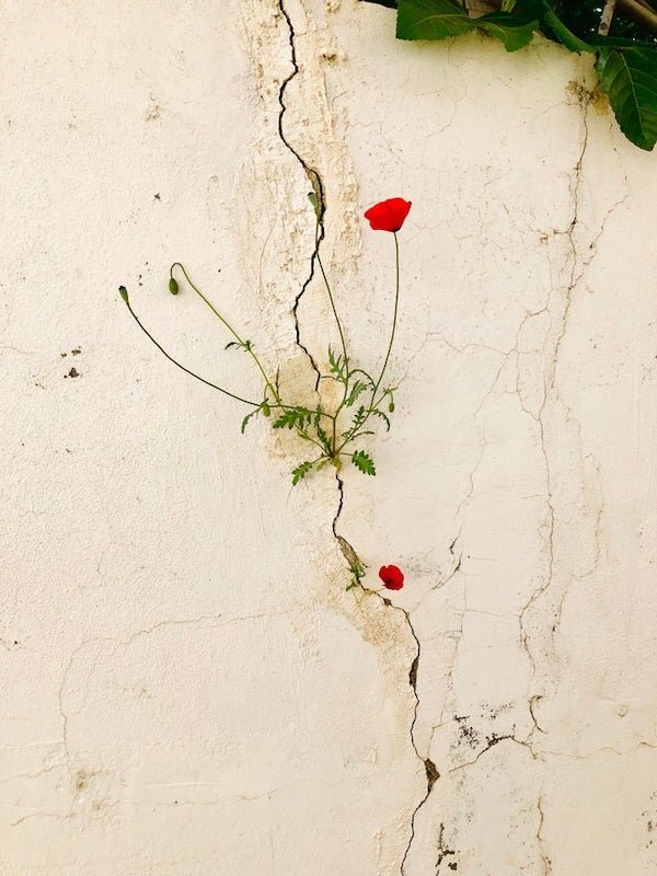 Nature-1