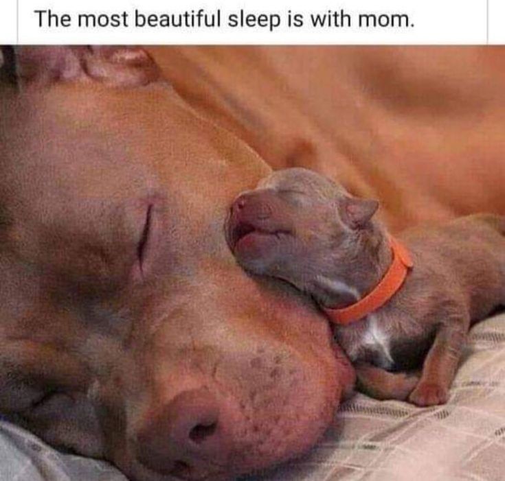Dog-Mom835ee5037a93fa44b5e12ddb1b4.jpg