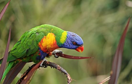 where does parrot live