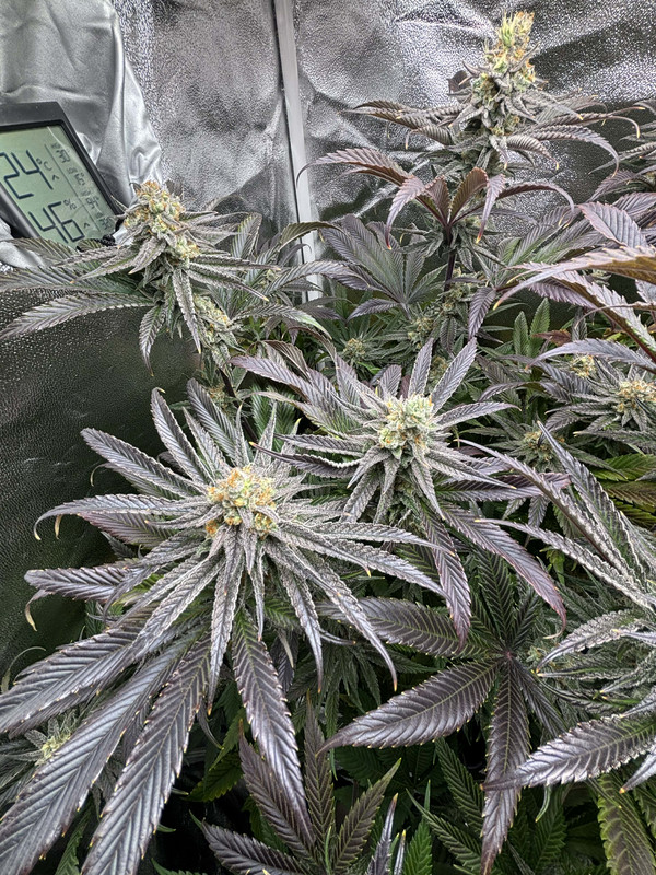 c12a0bfb 5a9d 4d80 b1d2 0d96bf3c12fa