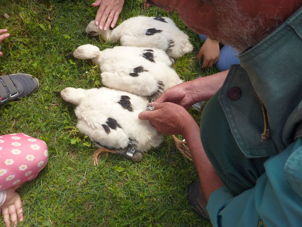 P1090901kapják a gyűrüket