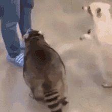 raccoon-spin.gif