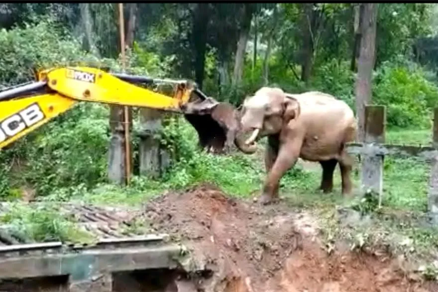 Conmovedor agradecimiento de un elefante tras ser rescatado de un foso (VIDEO)