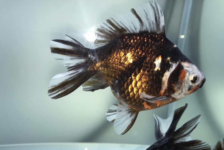 24337FAF-366E-4726-A50C-F11ADE162E3D