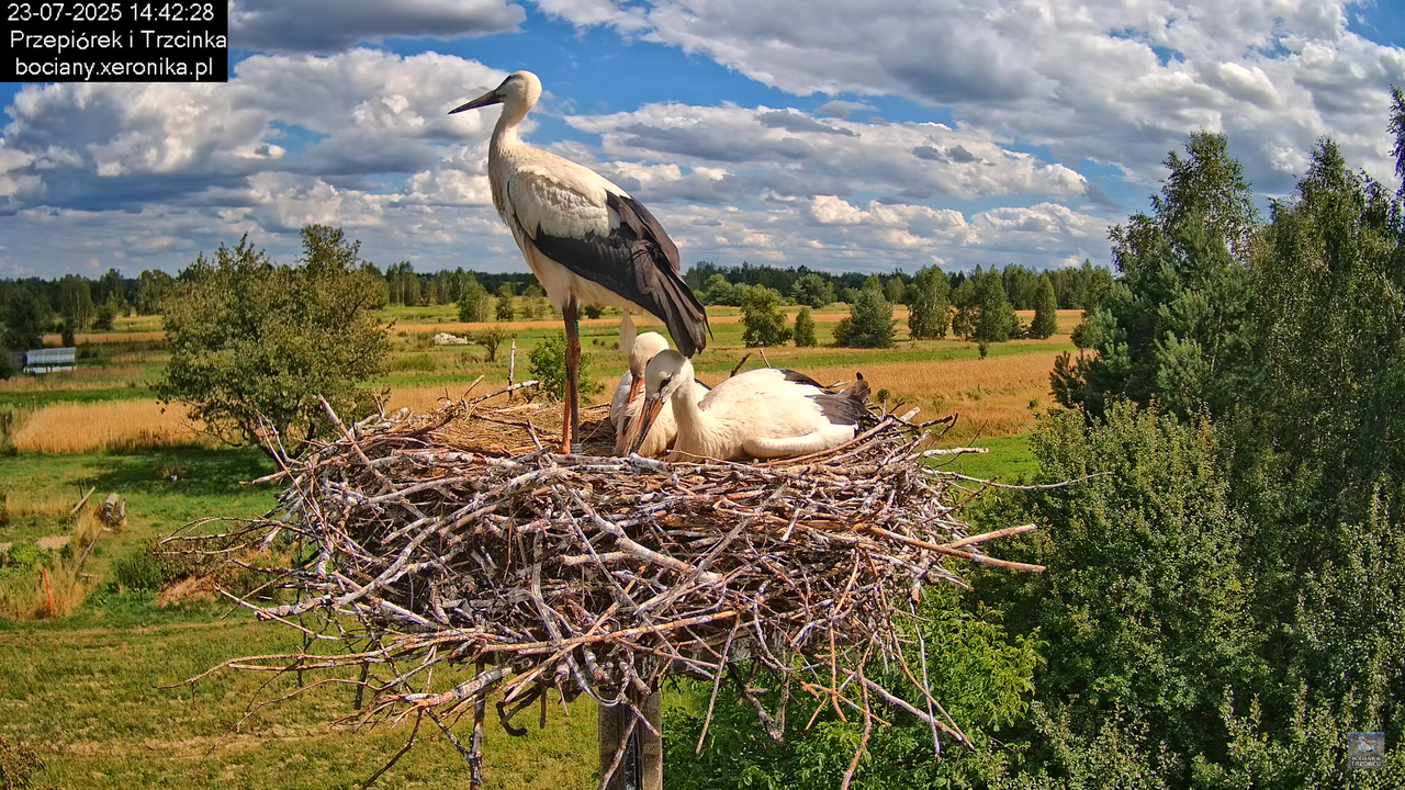 23072025bociany37