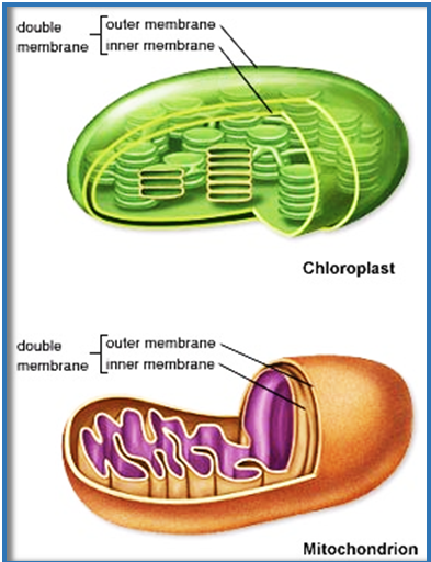 Endosymbiosis