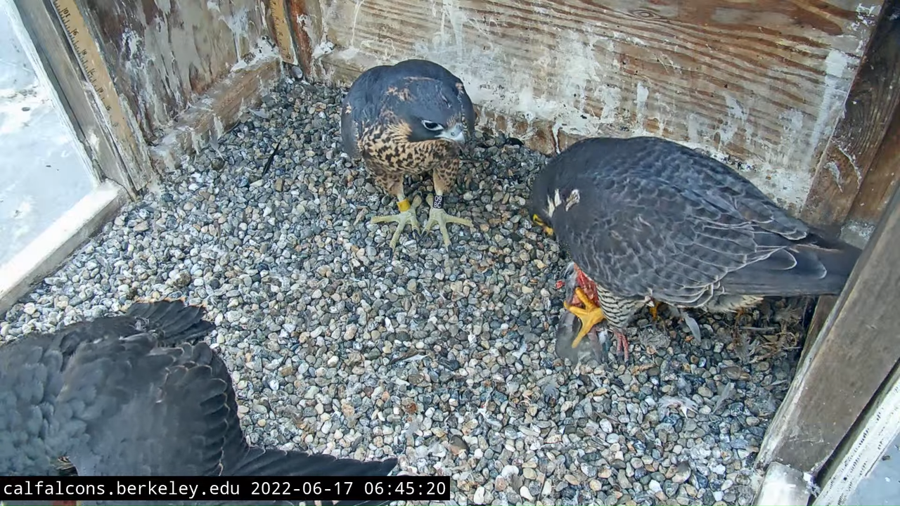 Cal Falcons Nest Cam, UC Berkeley 6-14-16 screenshot (1)