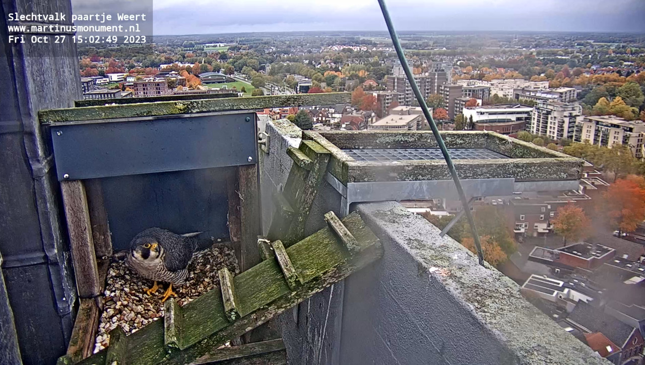 Weert/ St Martinuskerk 2023-10-27-150311