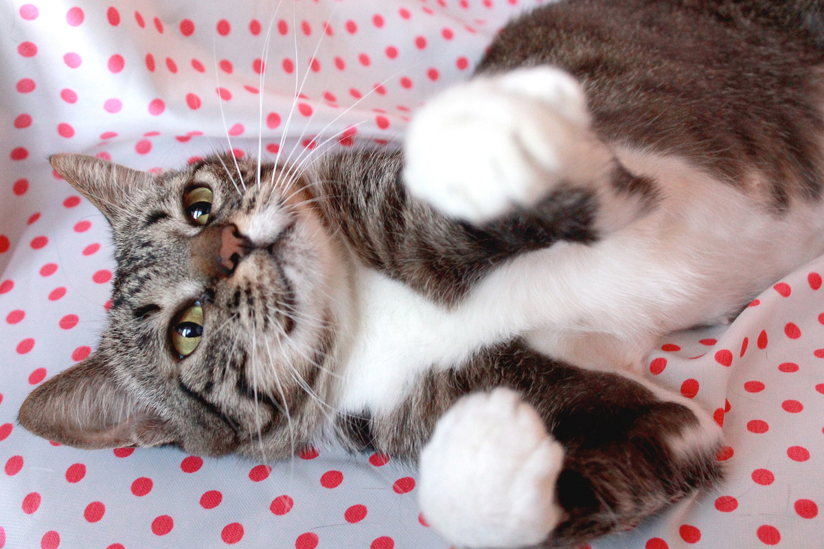 07006EBA-0F5F-4A2B-B37B-2C5A2BDE41A2