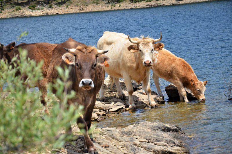 EMBALSE PUENTES VIEJAS, FORTINES Y ANIMALES-24-5-2014-MADRID - Paseando por España-1991/2016 (24)