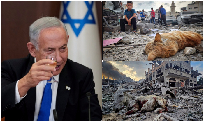 Israel aniquila animales y mascotas en Gaza