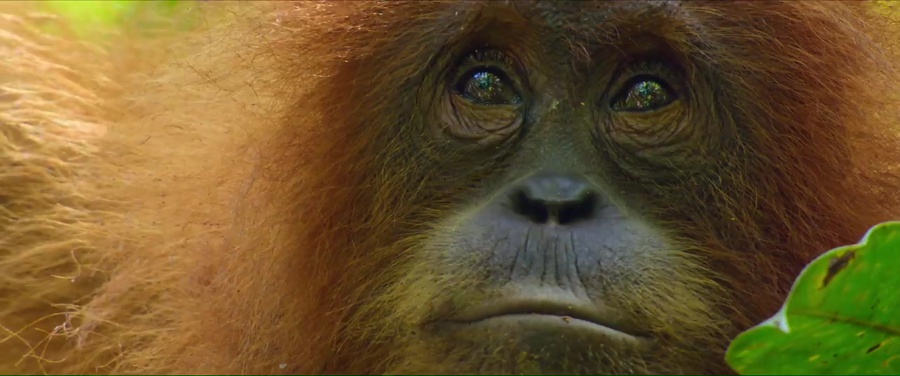 Secret Lives of Orangutans 2024 WebRip [Hindi + English] 480p, 720p ESub Screenshot