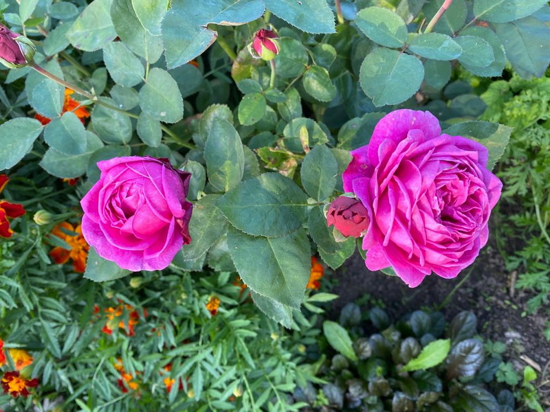 https://i.postimg.cc/fysdkPLq/GODC6280.jpg